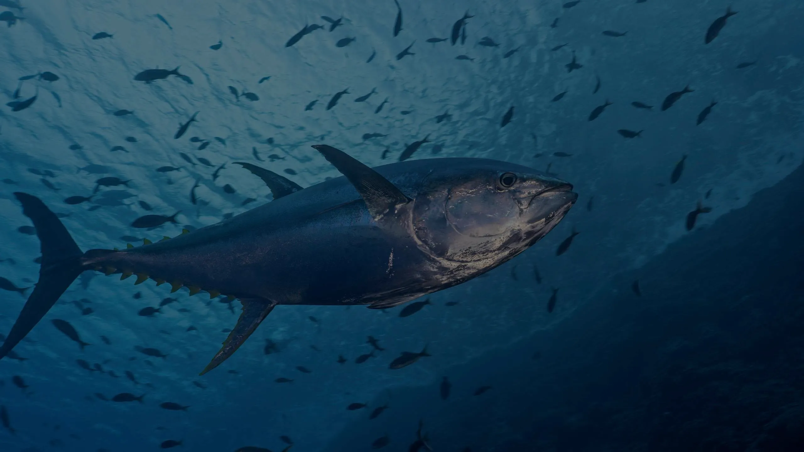 Морская рыбалка на Кипре